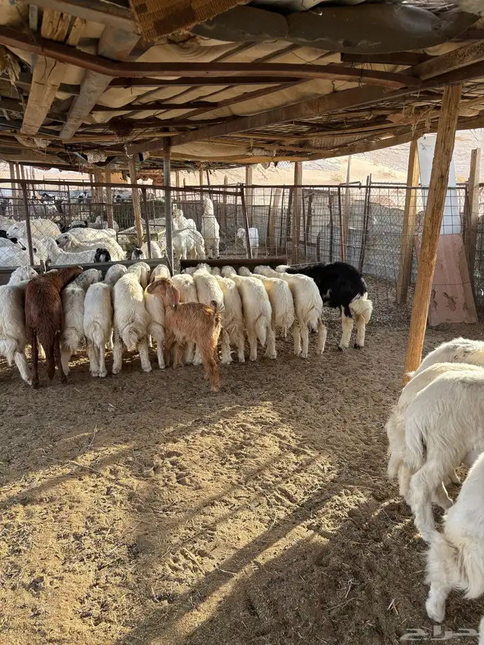 طلين حريات 4