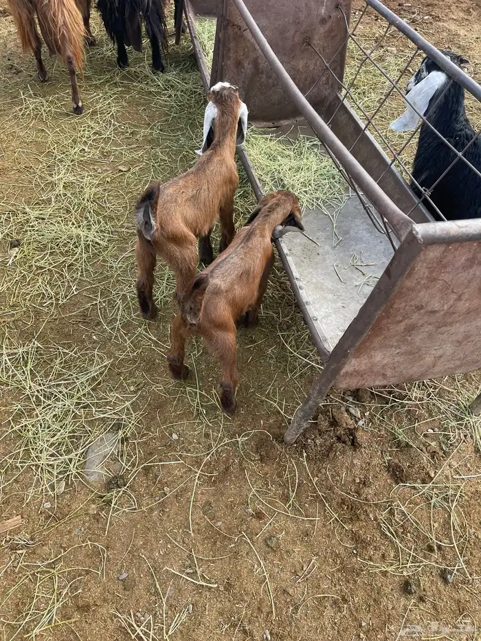 معزا بعيالها 4