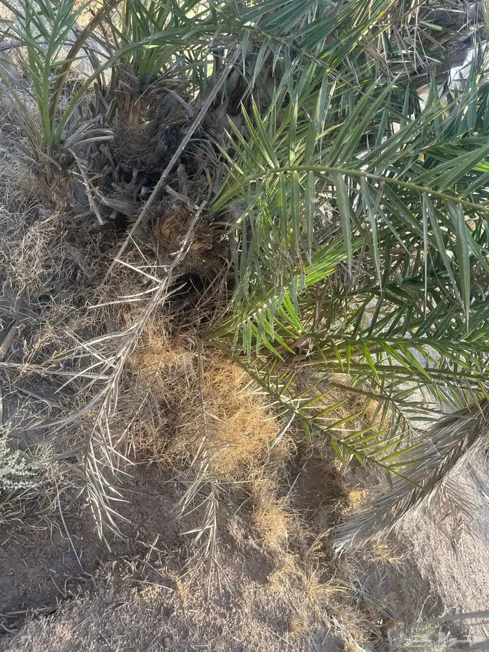 نخل 9