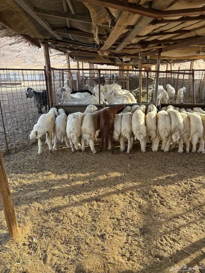 طلين حريات 5