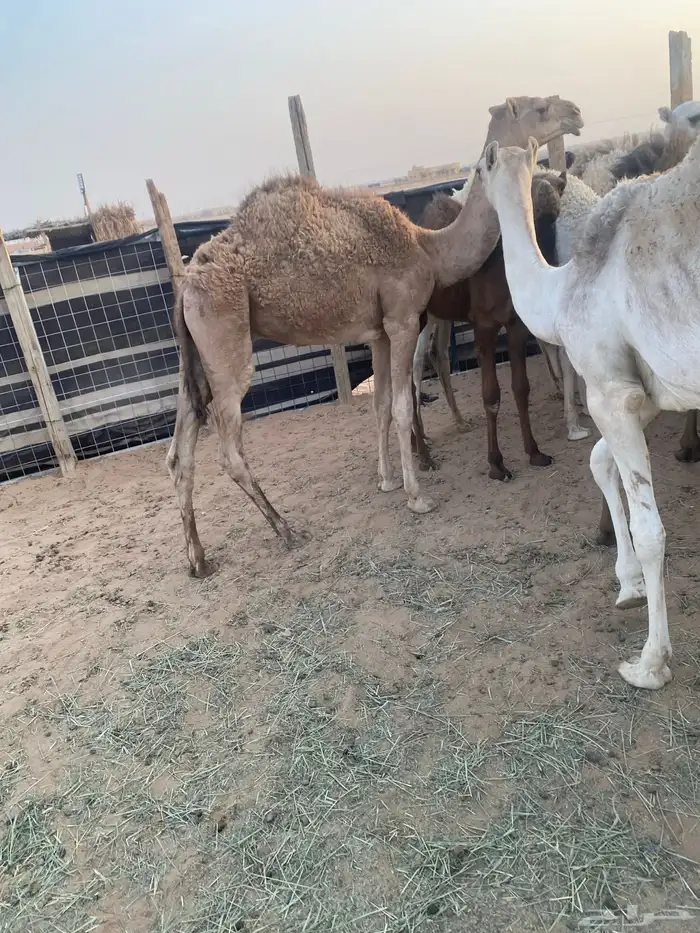 حشو طيبه. عددها. 12 2
