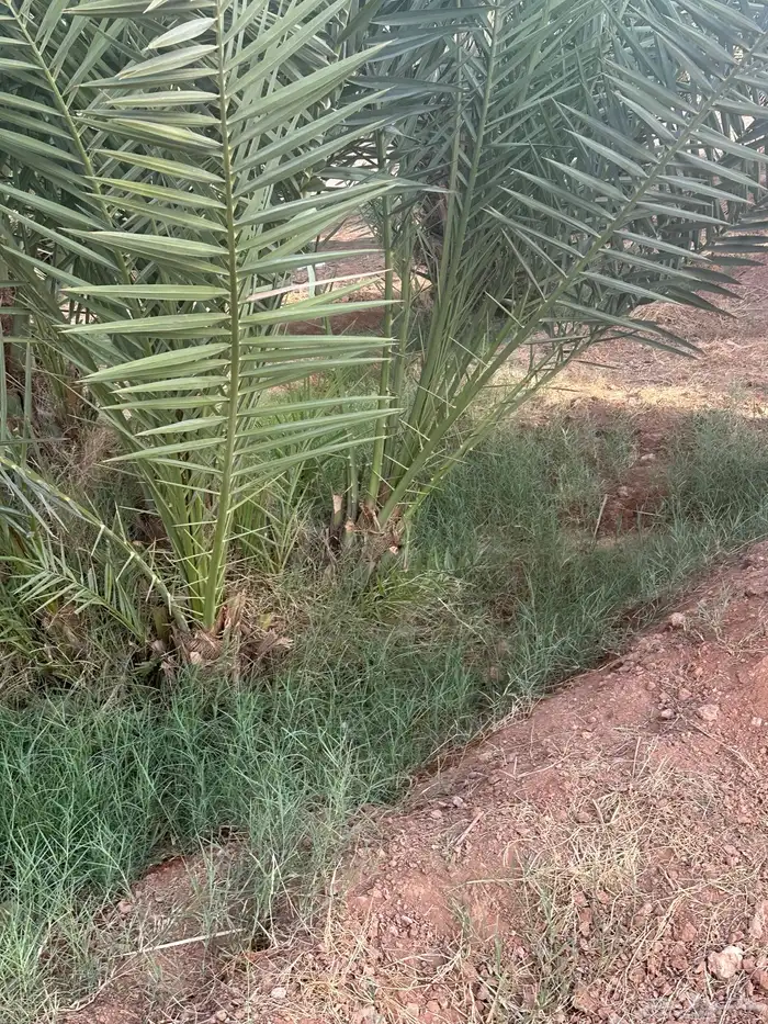 للبيع فروخ نخل اخلاص 10