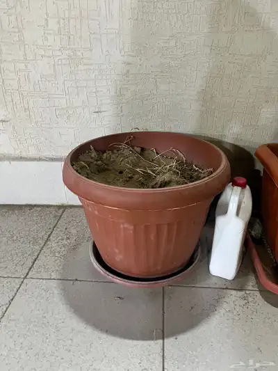 حوض نباتات 0