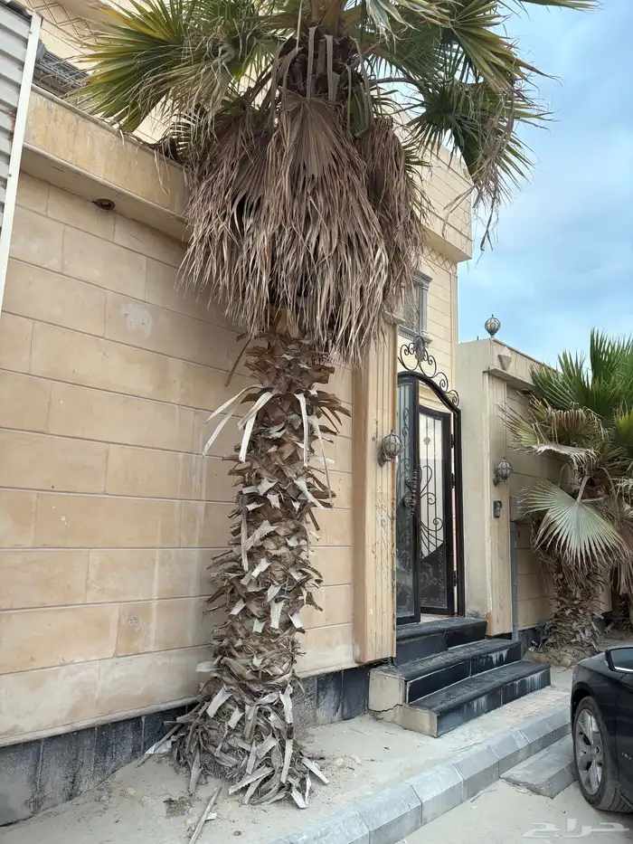 للبيع نخل 3 0