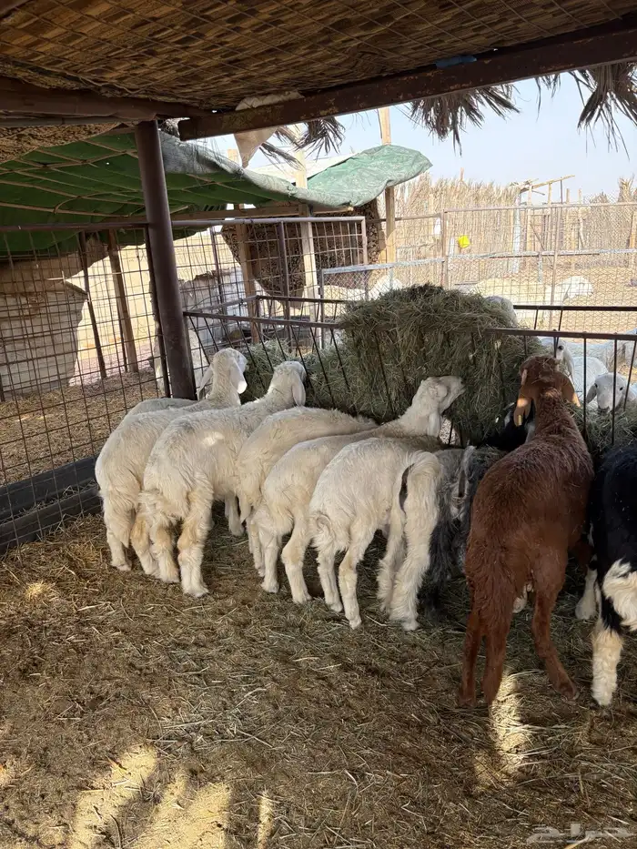 طلين حريات 9