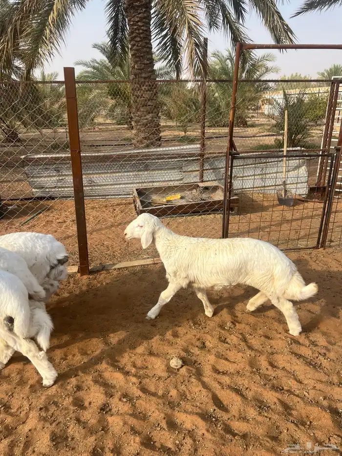 للبيع طليان حريات( تم البيع) 0