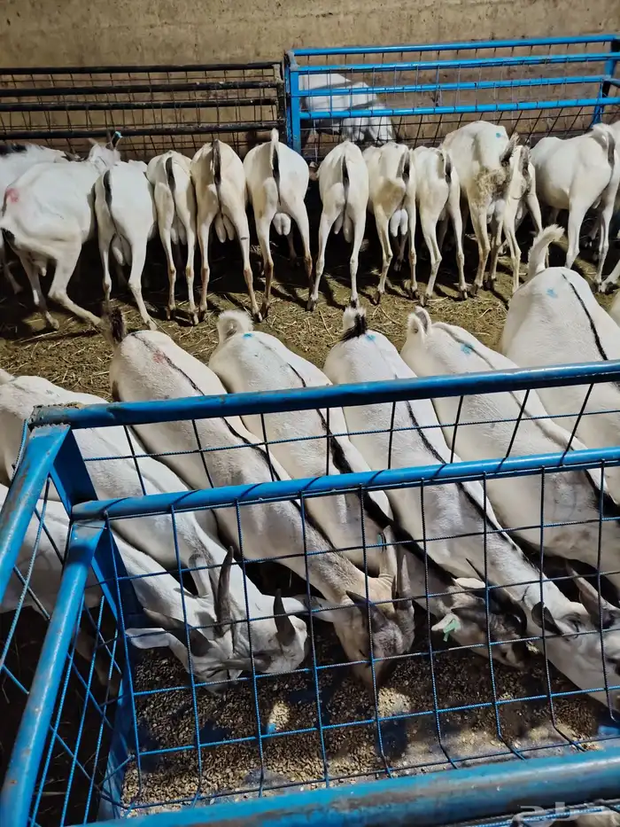 غنم بربري وتيوس وسواكن 3