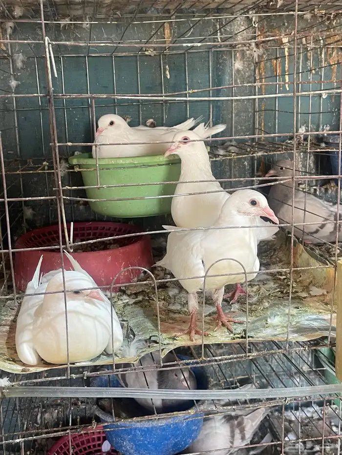 فروخ حمام فرنسي 3