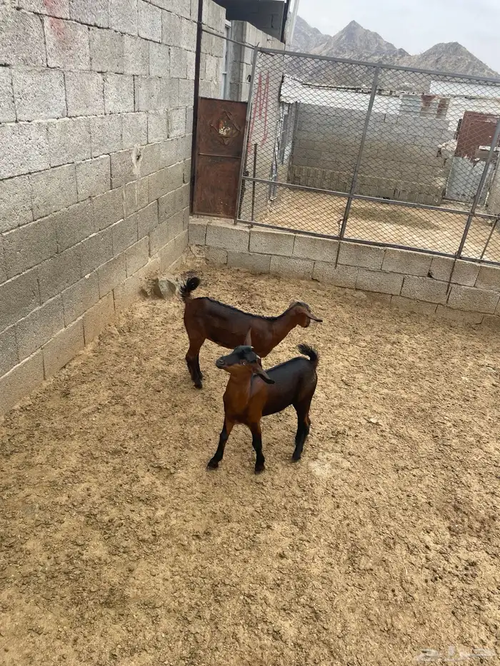 العرضيه الجنوبيه 3