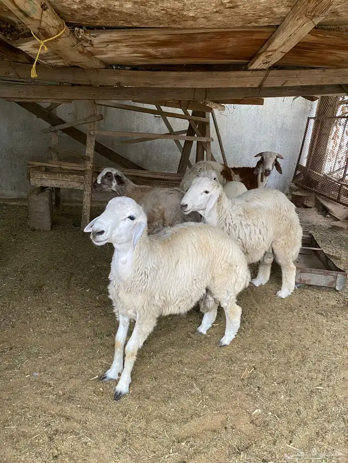 للبيع طليان حريات حري ذبايح   ديوك 1