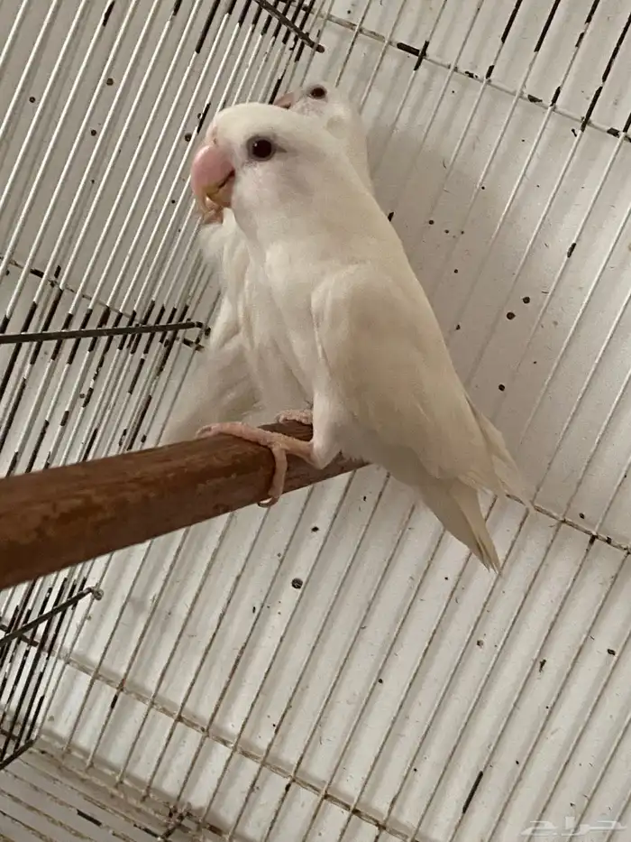 جوز روز البينو صافي 3