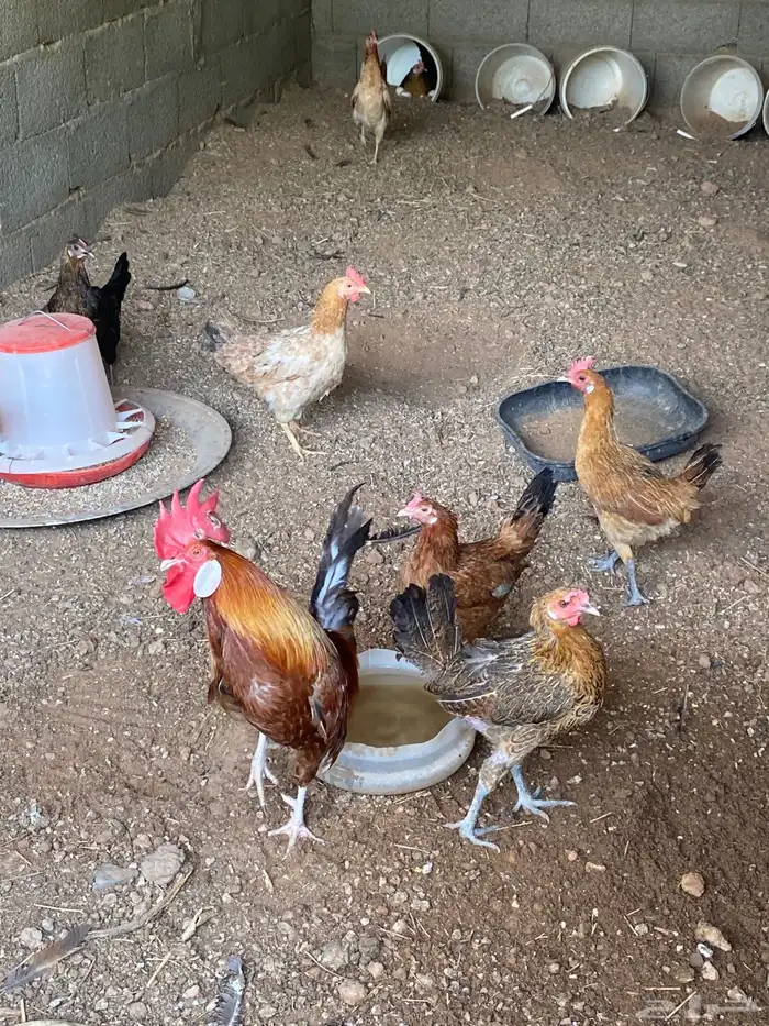 دجاج 1