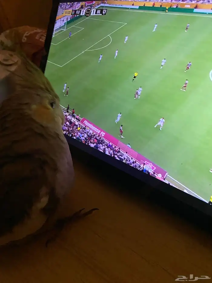 كروان - كوكتيل العمر 5-6 اشهر 1