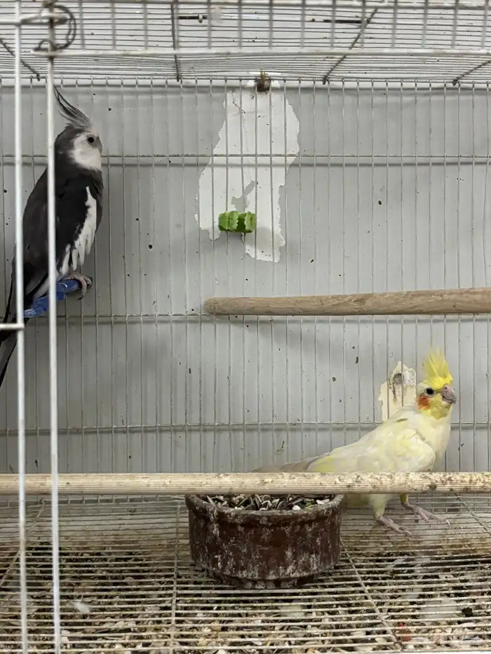 كروان منتج ومنوت المربي اجواز عليها الكلام 3