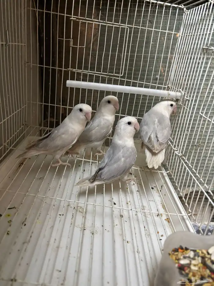 البيع روز ذكور معندهم عض 3