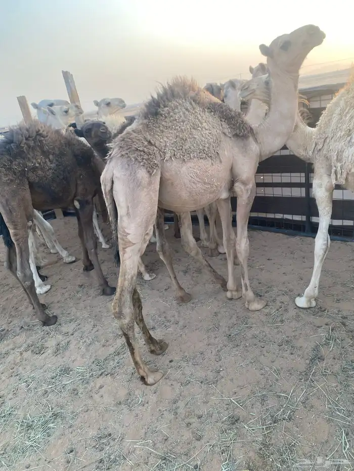 حشو طيبه. عددها. 12 1