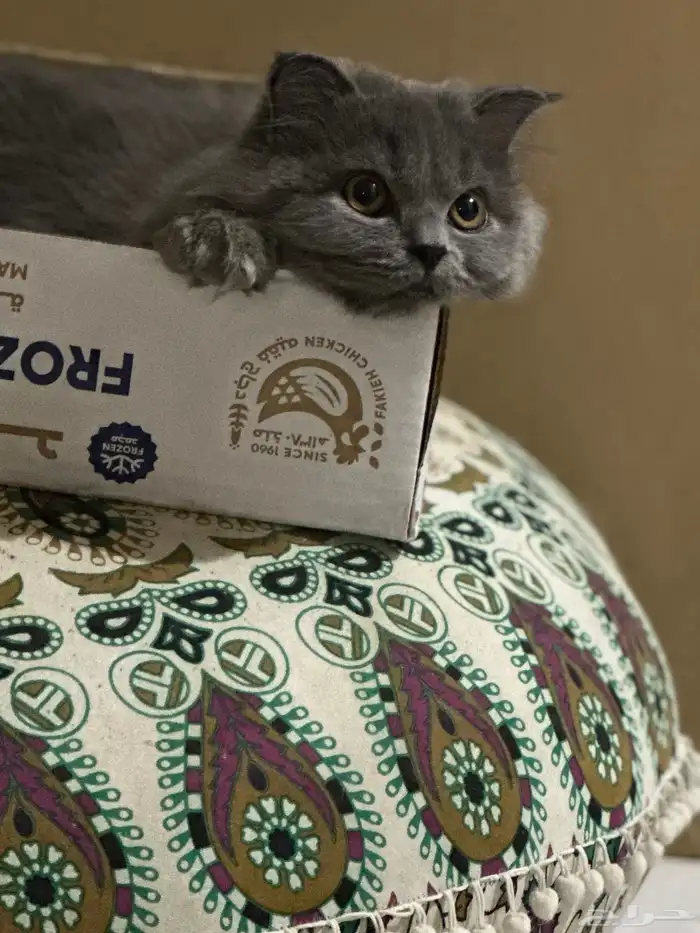 قط للبيع شيرازي 0