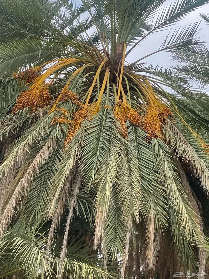 تمر حلال اكياس 1