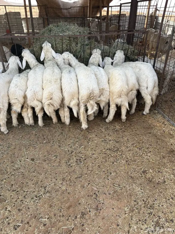 طلين حريات 11
