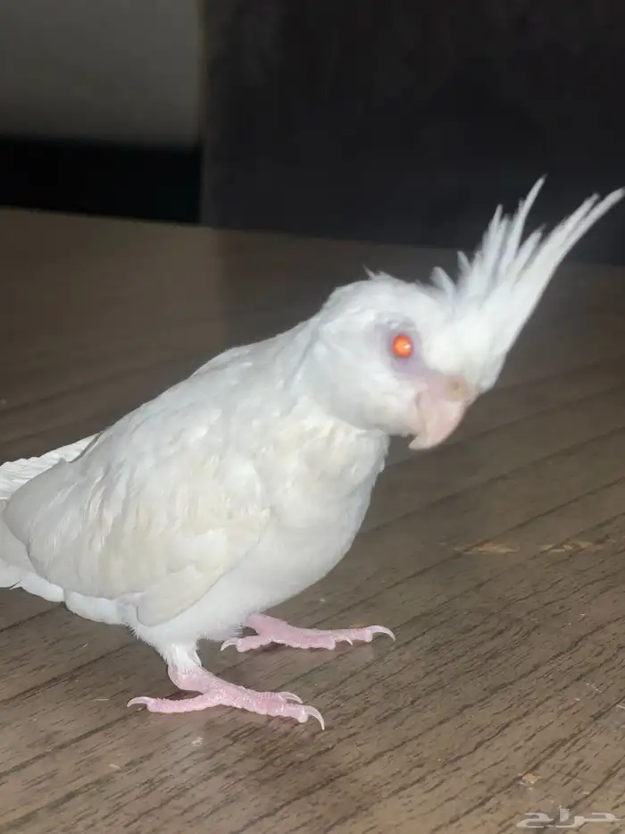 كروان البينو ذكر 1