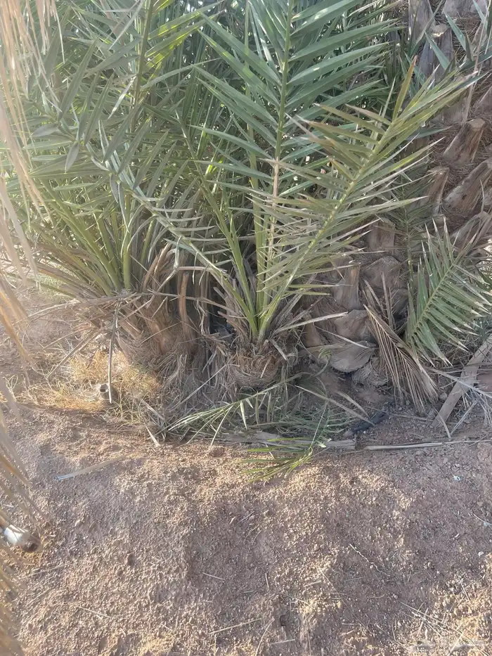 نخل 6