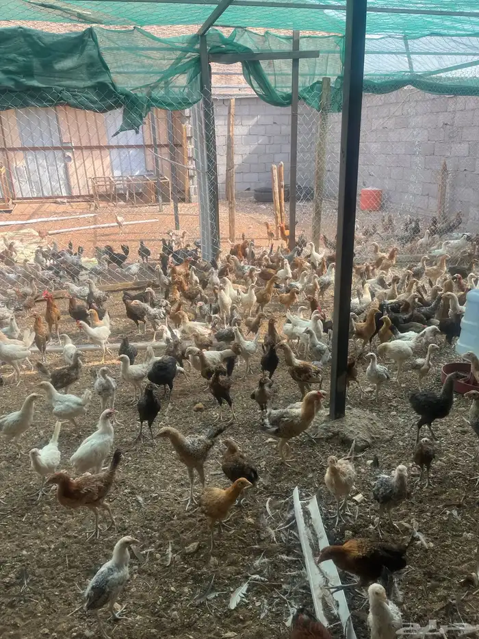 دجاج بلدي وديوك 1