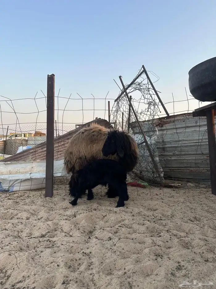 رغوث عربيه 0