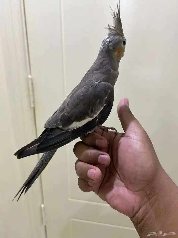 كروان اليف 0