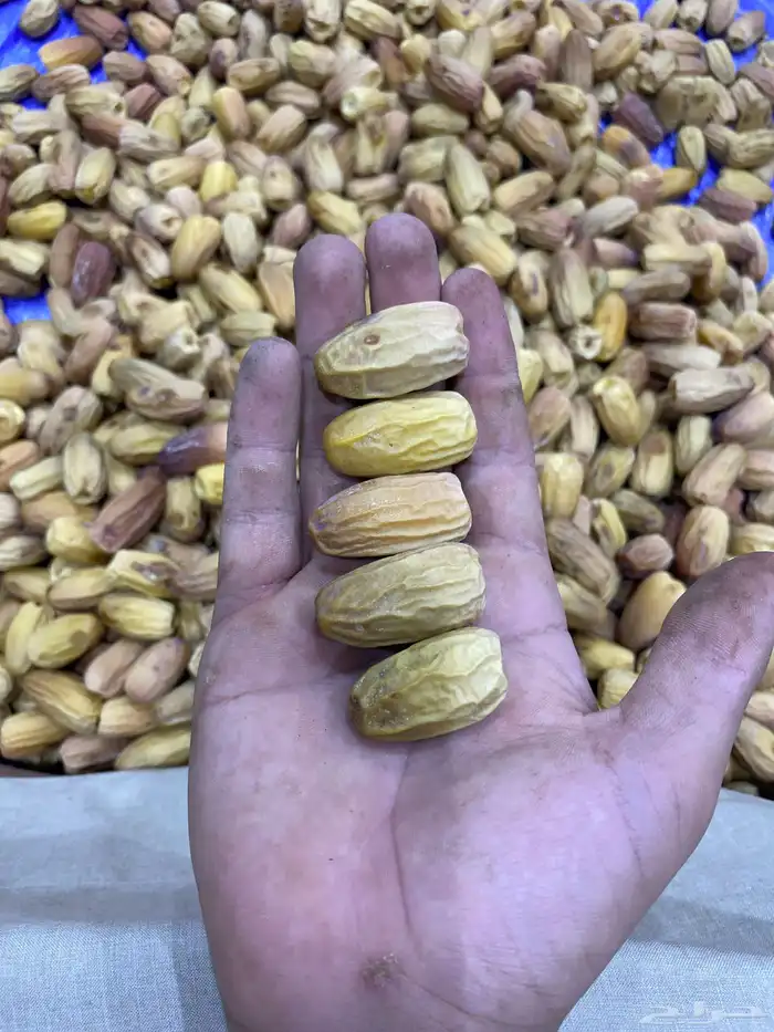 تمر بياض 3