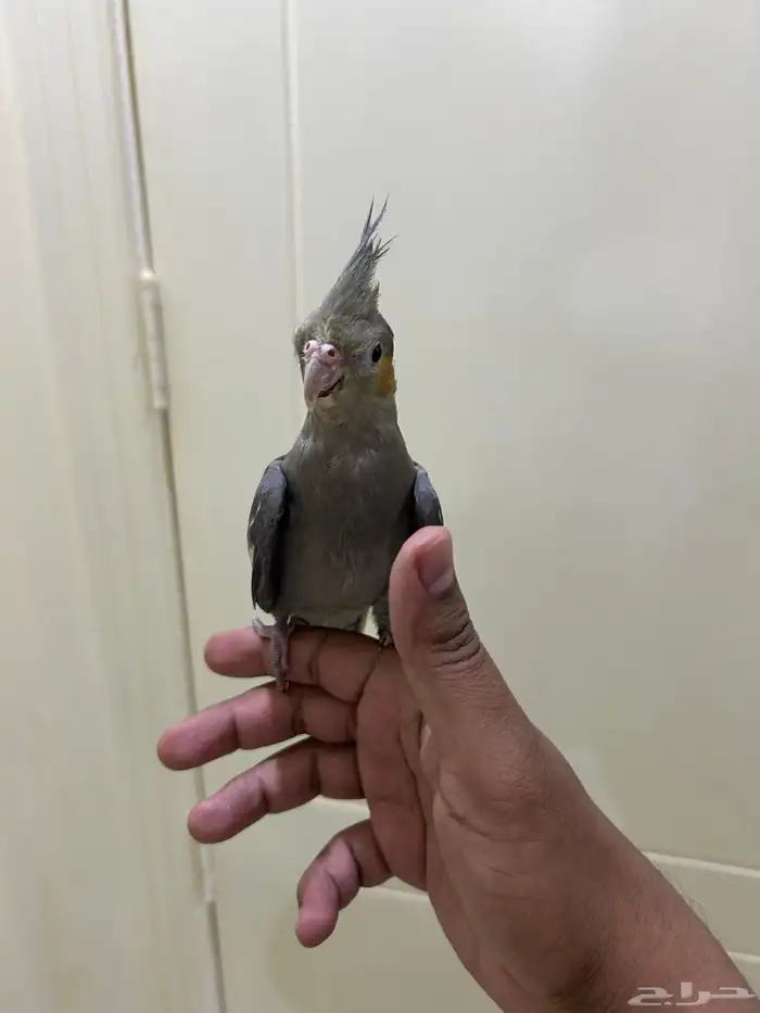 كروان اليف 3