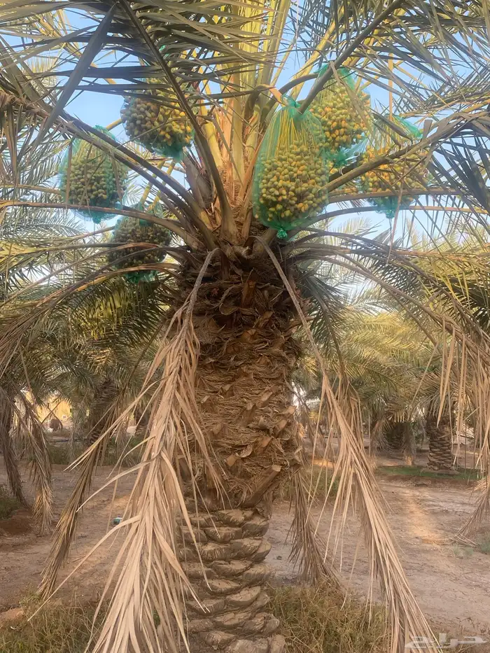ثمرة تمر خلاص 3