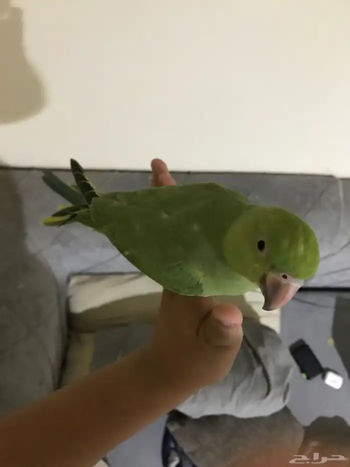 ببغاء دره هندي وقفص كبير 1