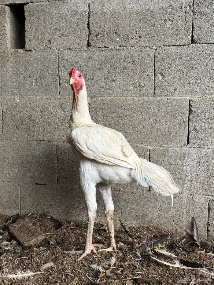 ديك سندي 0