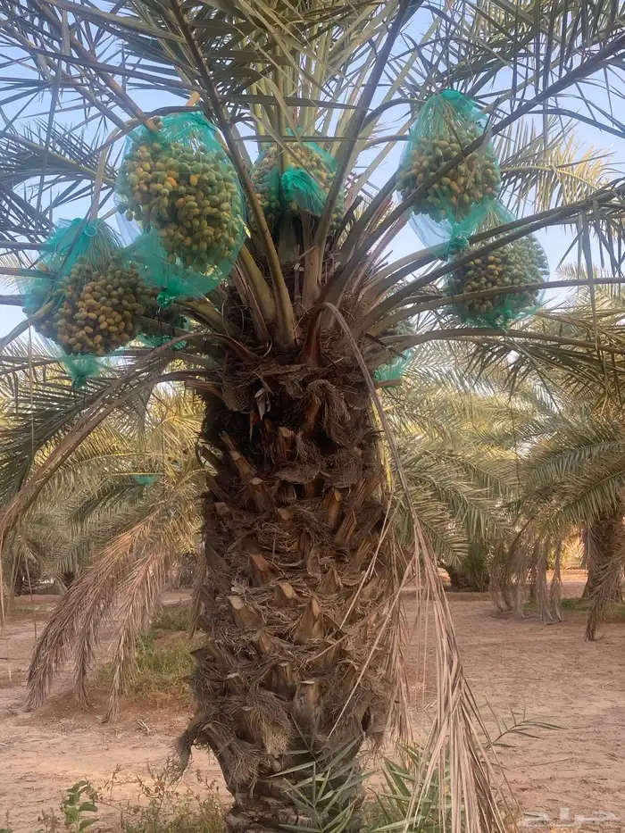 ثمرة تمر خلاص 1