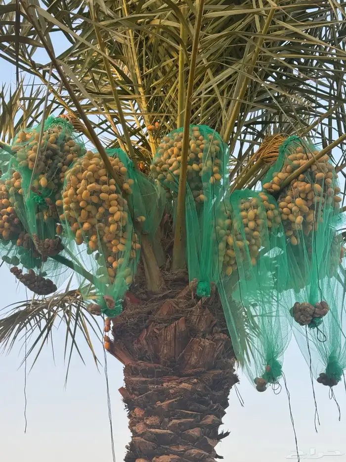 حرمه طريق حفر الباطن 6