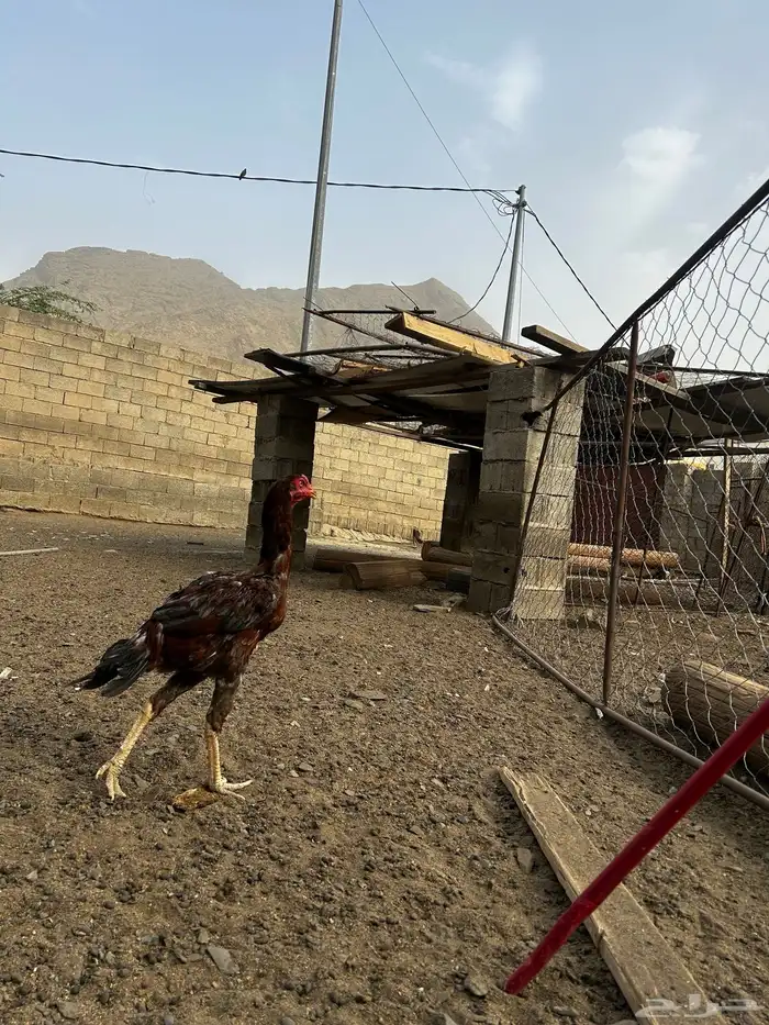 دجاج باكستاني اصيل 2