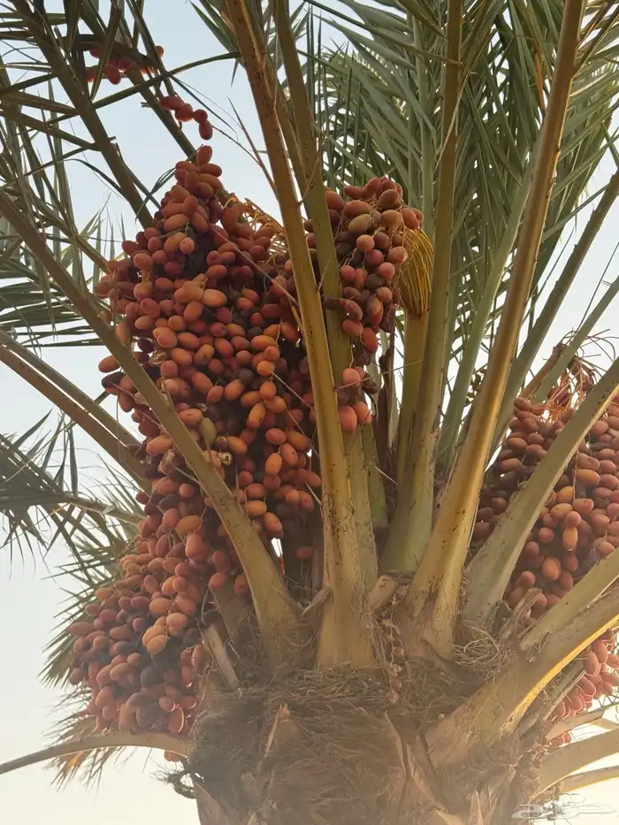 حرمه طريق حفر الباطن 7