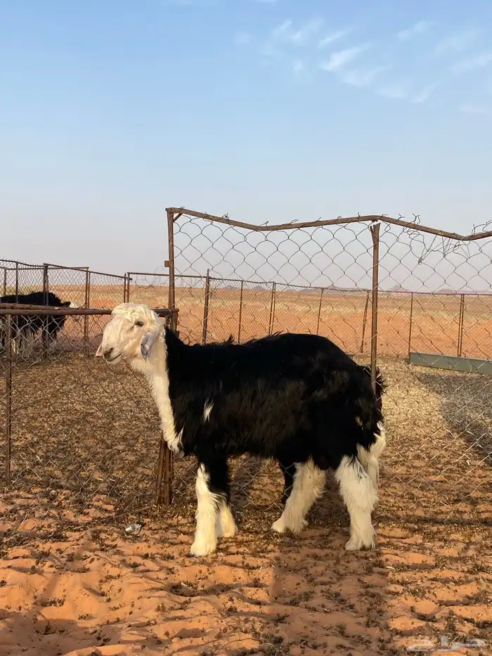 خروف مشروع فحل 0