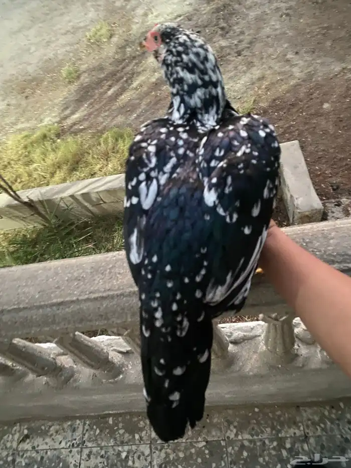 للبيع دجاجه سندي فاخره 1