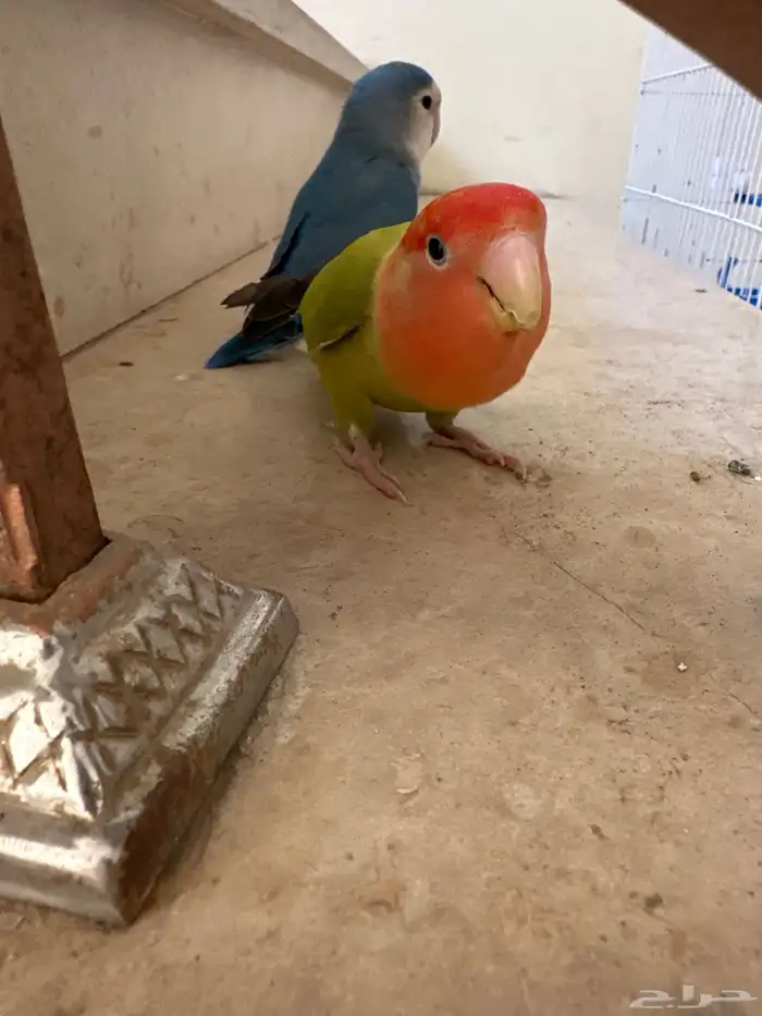عصافير روز 0