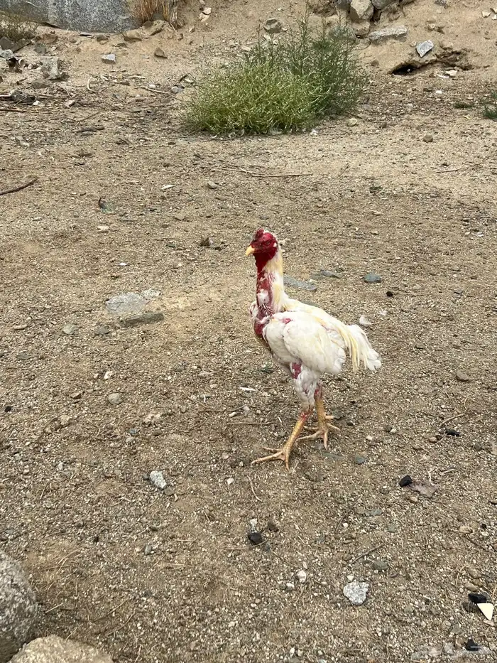 دجاج للبيع 3
