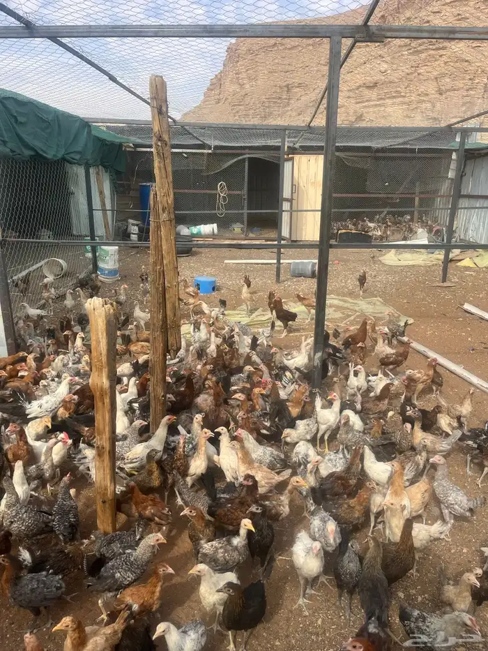 دجاج بلدي وديوك 6