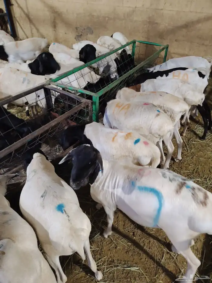 غنم بربري جمله بافضل سعر في خميس مشيط 3
