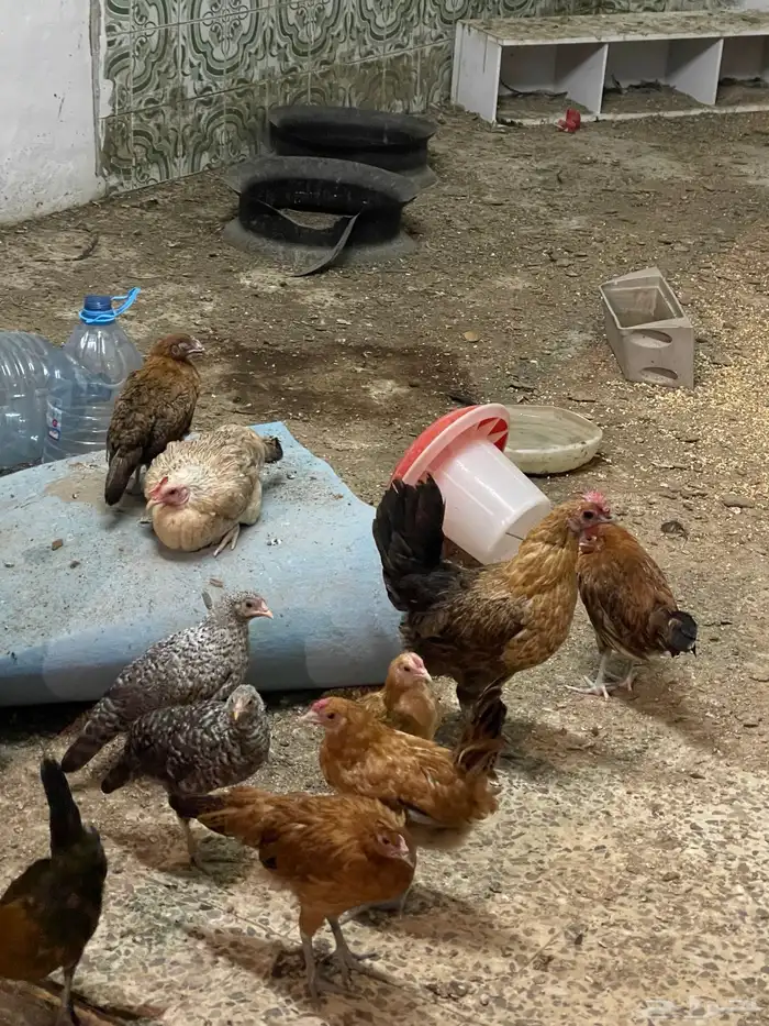 دجاجتين للبيع بياضات و18 فراريج للبيع صحه شرط 0