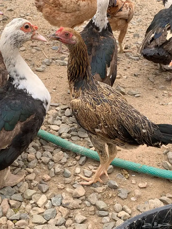للبيع دجاج عربي 1