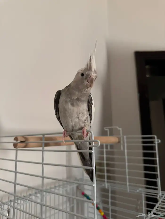 Cockatiel Pair for Sale with Cage 0