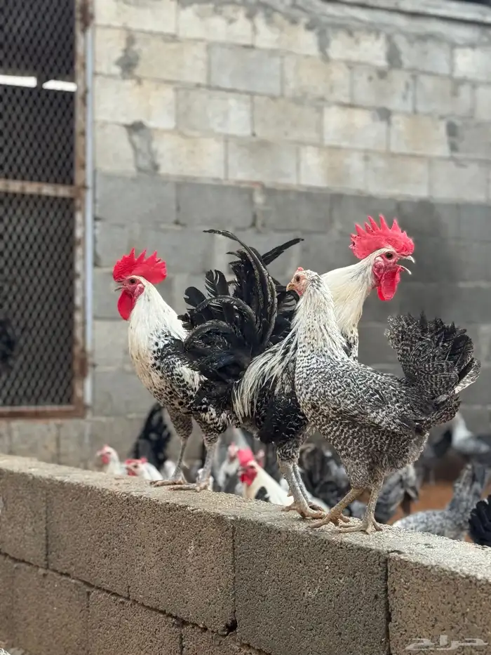 ديوك بلدي العمر 5 شهور الي 6 1