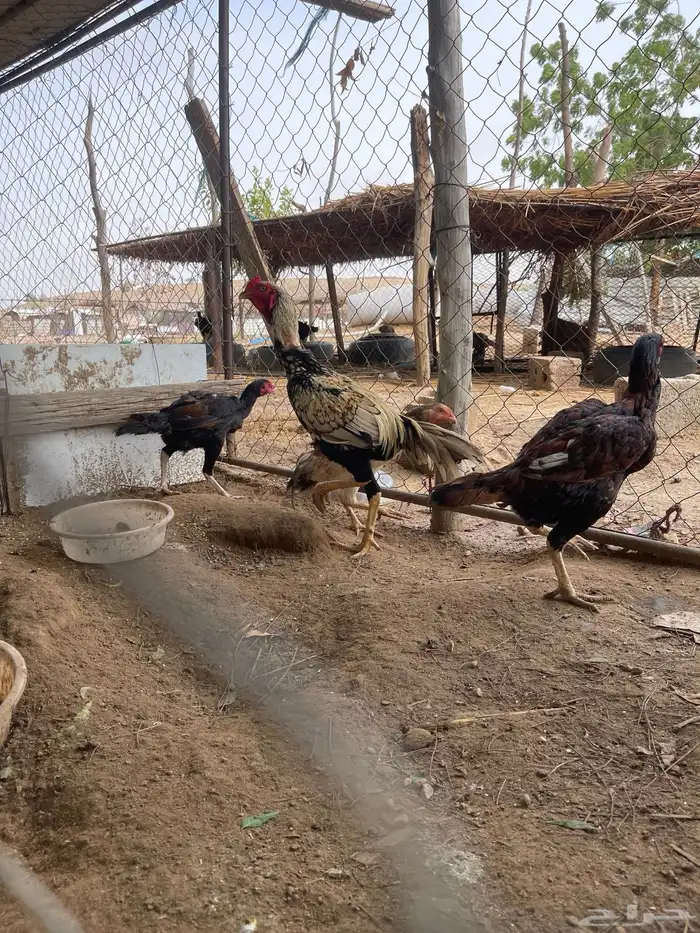 دجاج سندي بيور 7