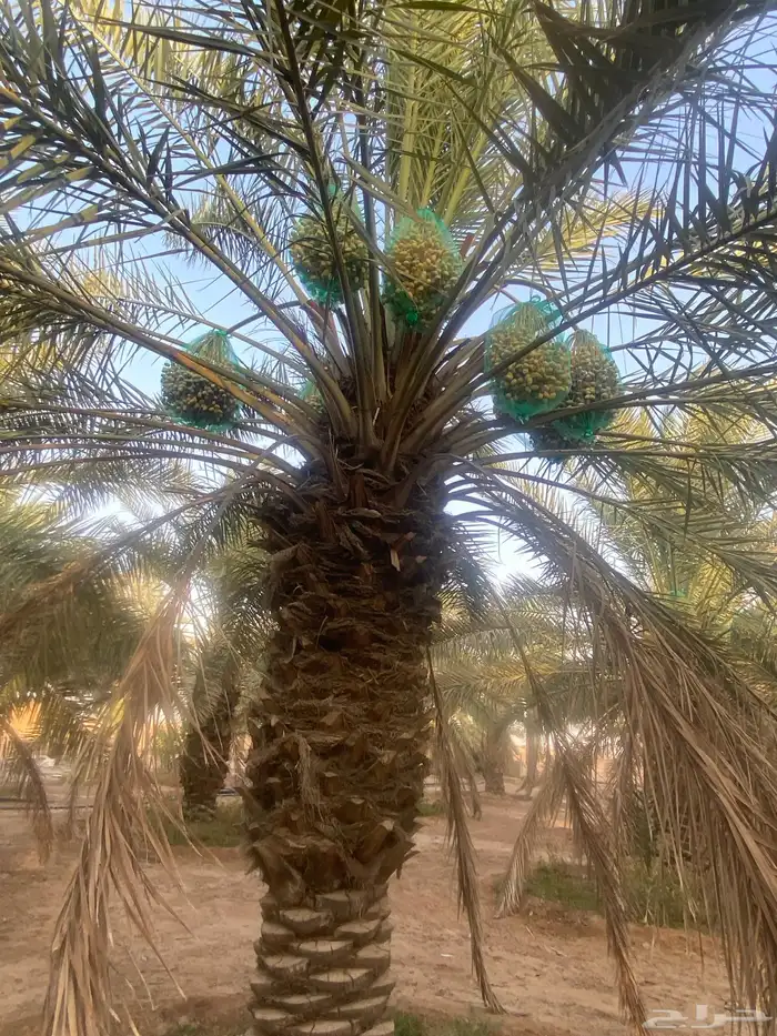 ثمرة تمر خلاص 6