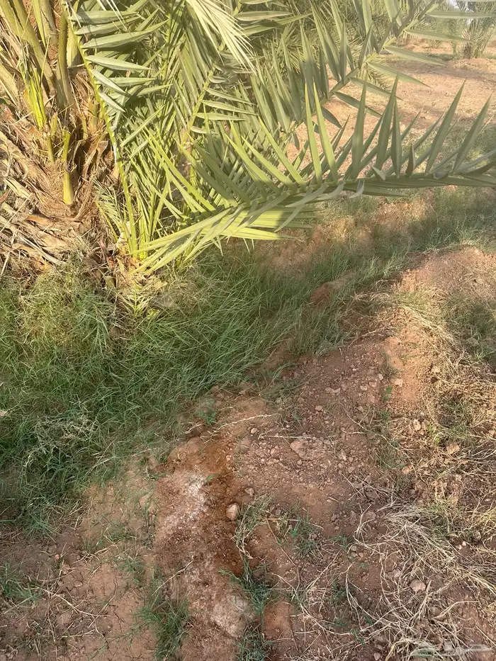 للبيع فروخ نخل اخلاص 1